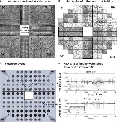 The Flow of Axonal Information Among Hippocampal Subregions: 1. Feed-Forward and Feedback Network Spatial Dynamics Underpinning Emergent Information Processing